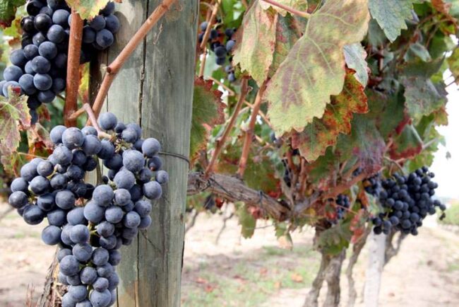 Instituto da Vinha e do Vinho